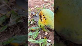Tiny Ants’ Sweet Mango Feast! 🐜🥭 | Nature’s Cleanup Crew #Shorts #fypシ゚viral