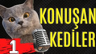Konuşan Kediler - En Komik Kedi Videoları