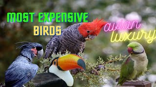 Top 10 Most Expensive Birds on  Earth