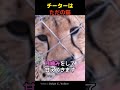 チーターはただの猫
