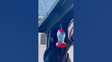 Hummingbirds fighting #shorts /#shortvideo #shortsyoutub ￼