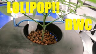 Premier Lolipop Sous La Fc4800 De Mars Hydro E4