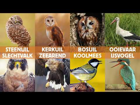 Video: Welke Vogel Heeft Zijn Eigen Persoonlijke Vakantie?