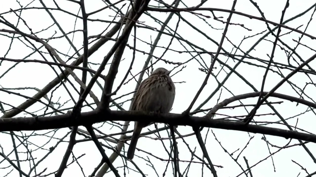 #SongSparrow — early #March2026 