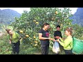 Harvest tangerines to sell - give Kong's brother the best tangerines