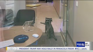 VIDEO: Duo of raccoons break into bank, trash office and steal cookies