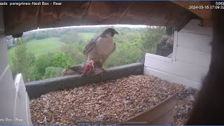 St chads peregrine project 15/5/2024. All looking good so far!!!!!