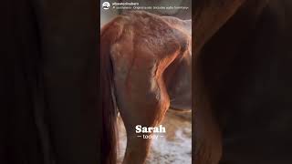 Sarah, the most emaciated neglected horse’s 30 day improvement! Sarah, the most emaciated neglected horse’s 30 day improvement!