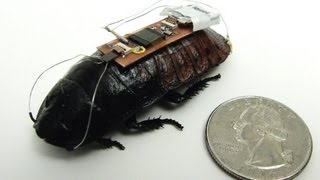 Remote-Controlled Cockroach Trained to be First Responder