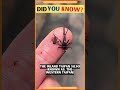 Mayfly: The shortest living animal in the world | motivation | facts #shorts