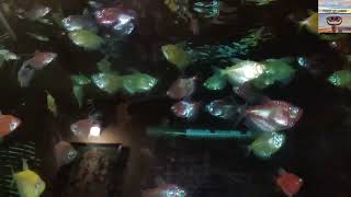 Through Different Eyes -Slow Point Of View-A kid watching fishes in an acquarium | POV555 Indians