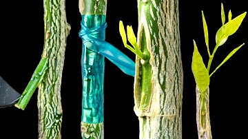 Grafting Orange Trees – How to Graft a Tree by T-budding