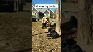 Who The Boss At Our Goat Farm? The Bottle Baby Goats Of Course, Just Watch!