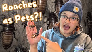 ROACHES as PETS?! | The best pet insect for beginners? Madagascar Hissing Cockroach Care Guide