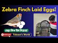 Zebra Finch Laid Another Egg | জেব্রা ফিঞ্চ আরেকটা ডিম দিলো। Tabaan's World