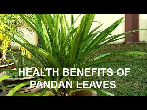 HEALTH BENEFITS OF PANDAN LEAVES