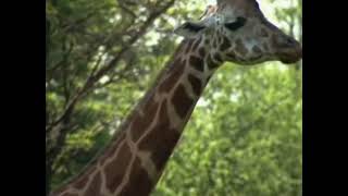 Elmos World Elmo Has Two Hands Ears And Feet 2004 Vhs