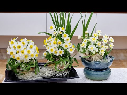 Video: Hellebore Wedding Flowers: Këshilla për përdorimin e Hellebore për buqetat e dasmës