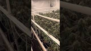 Grow Show Joe first day of week7 Gavita Floraflex