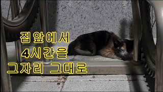 새벽 3시 집앞에서 울고있던 새끼고양이 구조