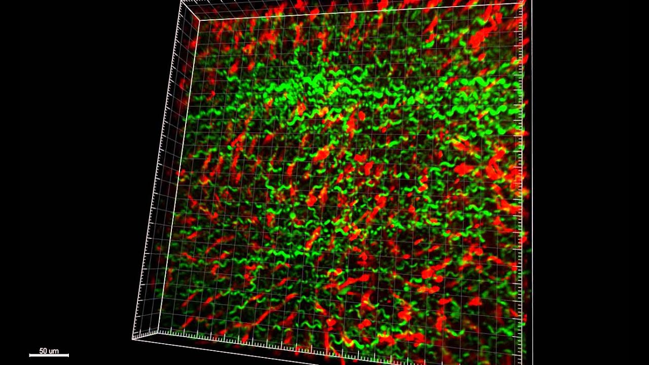 Intravital imaging of mouse liver