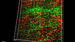 Intravital imaging of mouse liver