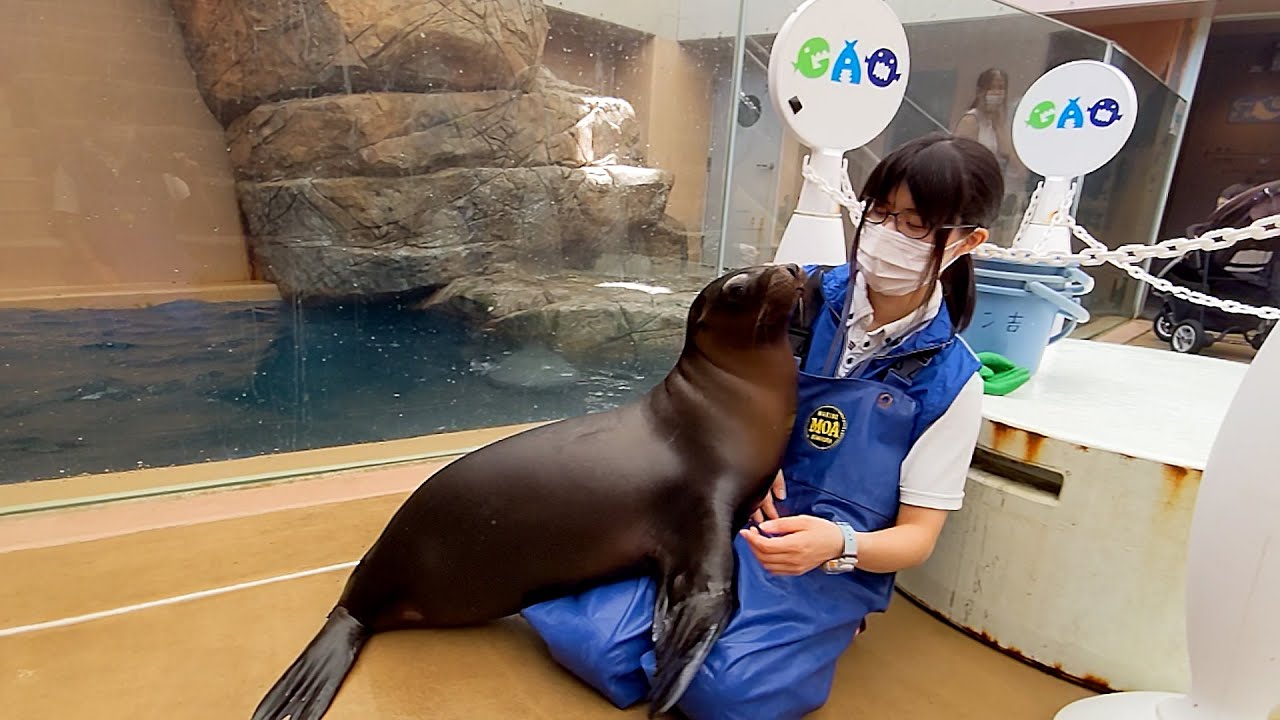 アシカ親子　Hagen-Renaker 飼育員に乗っかっても怒られないと気がついた子供のアシカ - YouTube