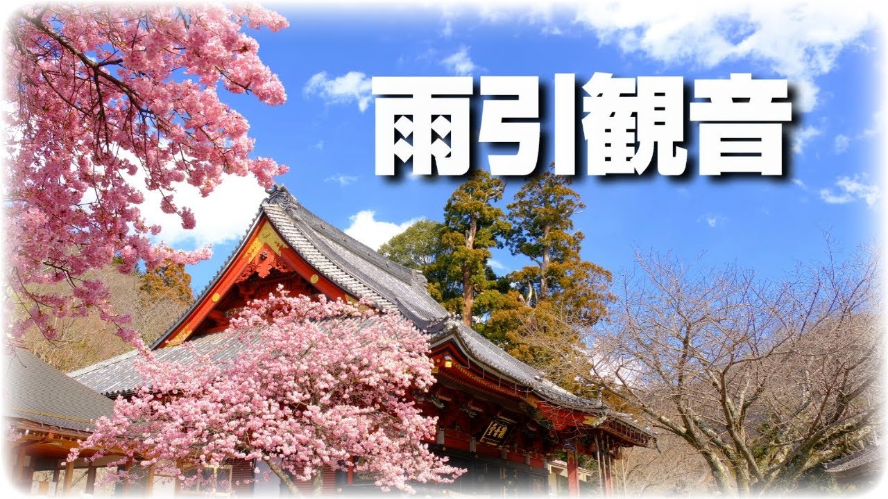 2024雨引観音に咲く🌸河津桜、孔雀の舞（茨城県桜川市）[4K] - YouTube