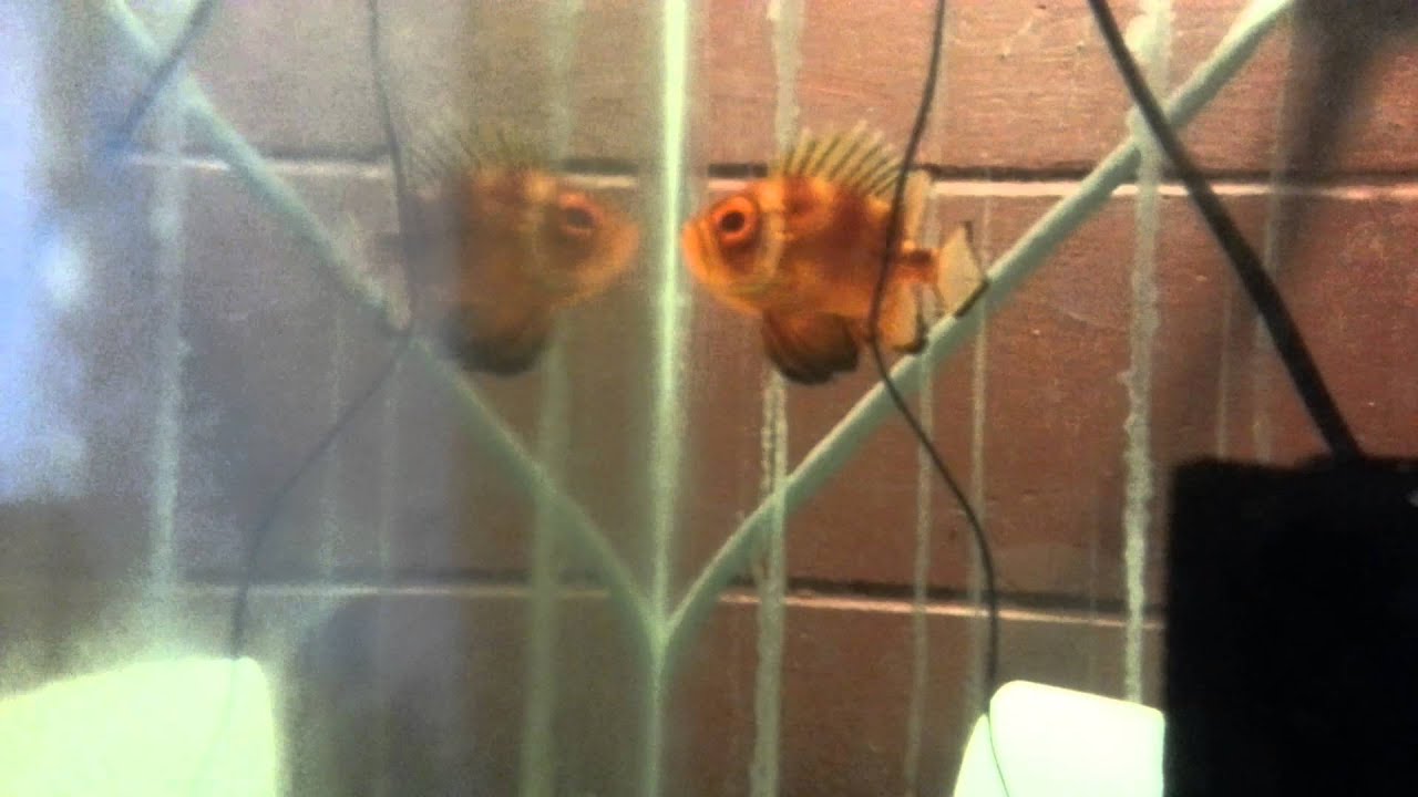 Popeye Catalufa Soldierfish