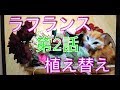 ラフランス　第二話7日目　植え替え【鉢植え薔薇