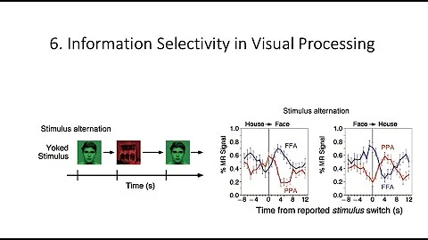 4.6. Selectivity in the Visual System, Fundamentals of Cognitive Neuroscience Course, Session 4, P 6