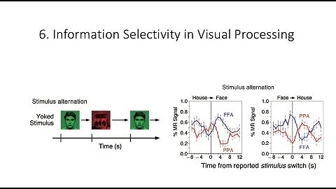 4.6. Selectivity in the Visual System, Fundamentals of Cognitive Neuroscience Course, Session 4, P 6