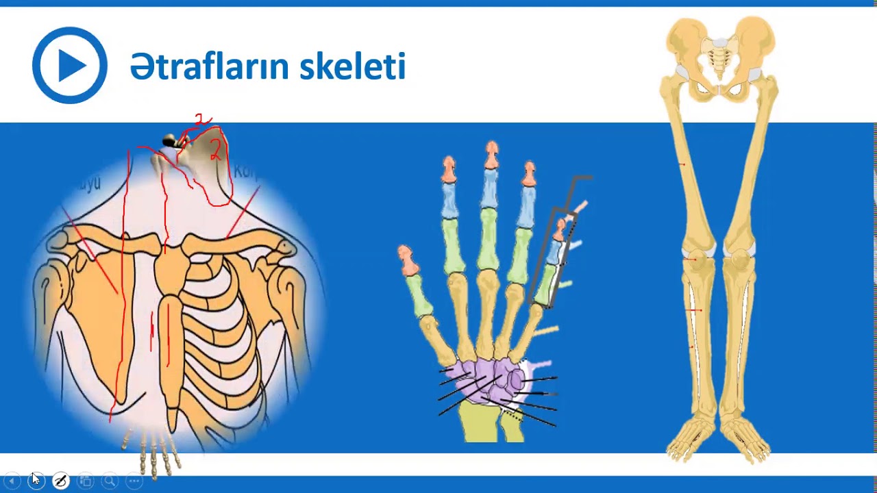 9-cu sinif Biologiya - İnsanın skeleti - Kəllə və ətrafların skeleti