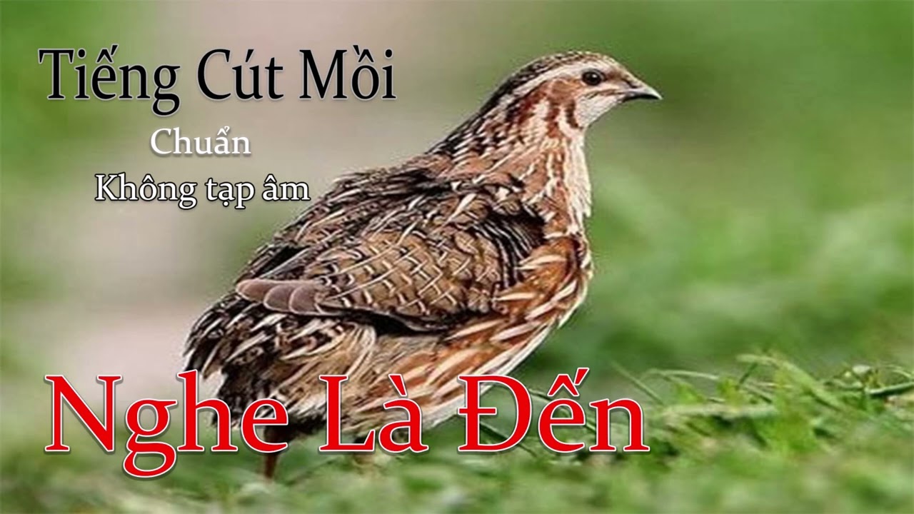 Tiếng Chim Cút Mồi Kêu, File Chuẩn Bẫy MP3 Mới Nhất 2025 #tiengchimcut