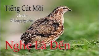 Tiếng Chim Cút Mồi Kêu, File Chuẩn Bẫy MP3 Mới Nhất 2025 #tiengchimcut