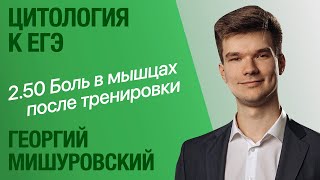 2.50. Причина боли в мышцах после тренировки | Цитология к ЕГЭ | Георгий Мишуровский