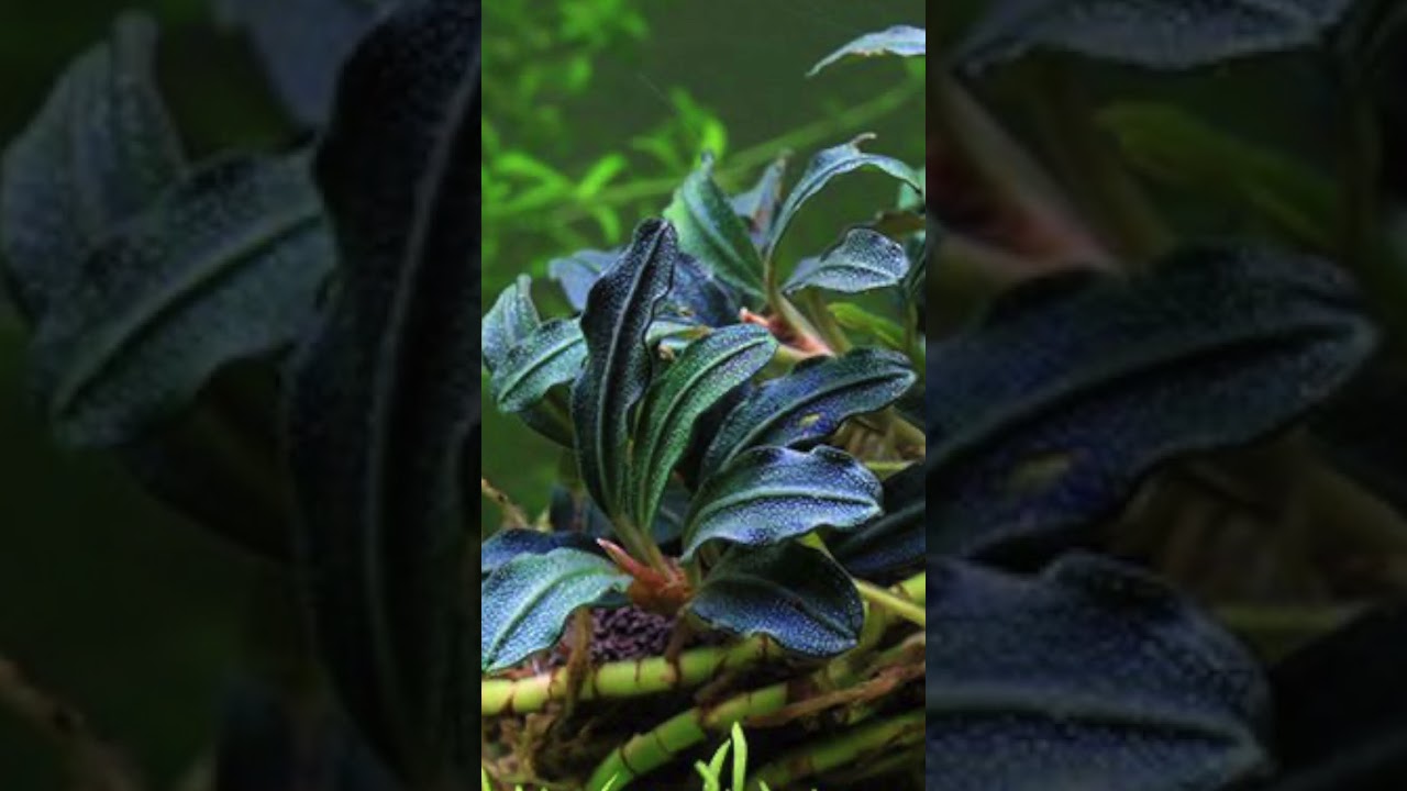 Bucephalandra 'Kedagang' – Elegant Aquarium Plant for Aquascaping!