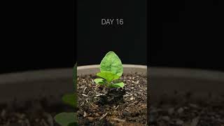 52 Days In 36 Seconds - Melampodium 52 Days In 36 Seconds - Melampodium