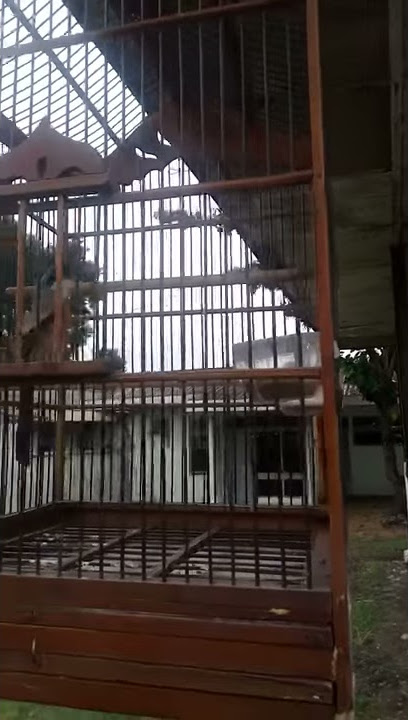 Pentet tembakan kasar