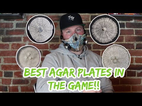 Battle of the agar!|Judging agar plates