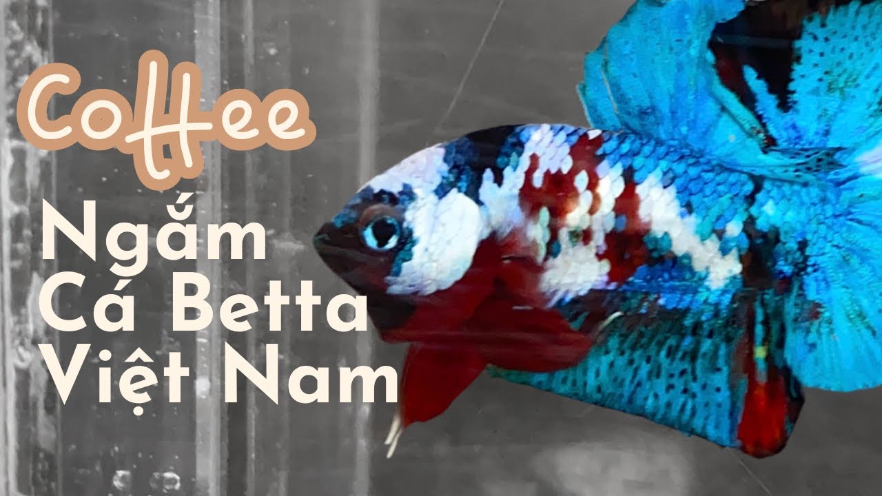 Cà Phê Ngắm Cá Betta Quang Nguyễn