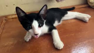 Calico mama cat feeding her three kittens 😻