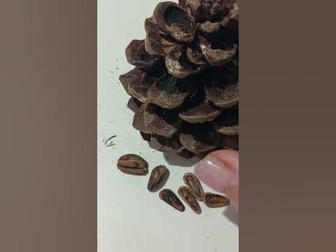 Познаем Португалию Кедровые шишки с орешками - YouTube