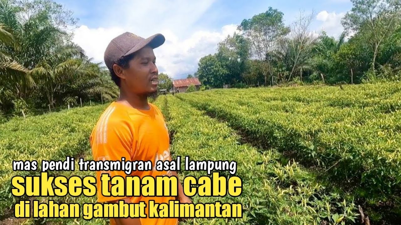 Mas pendi sukses Tanam 3500batang cabe dibelakang rumah