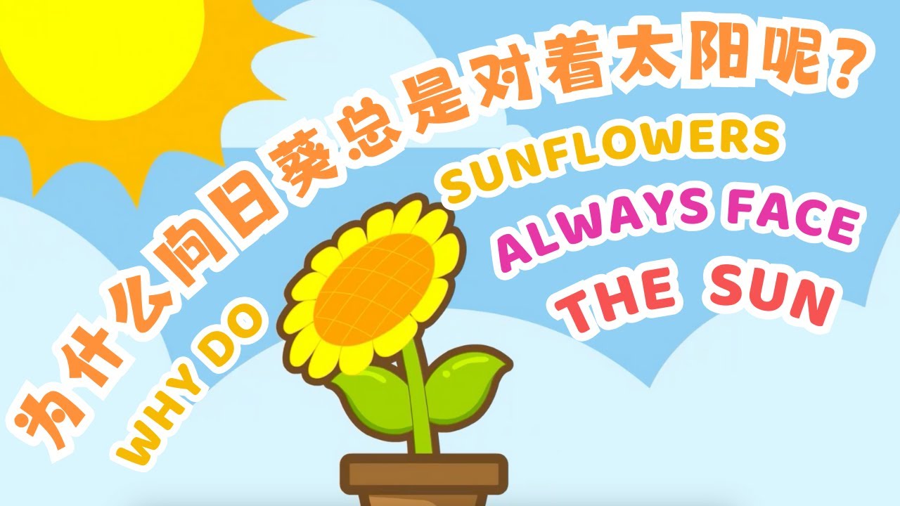 Why Do Sunflowers Always Face the Sun 为什么向日葵总是对着太阳转｜Nature｜百科故事｜儿童科普