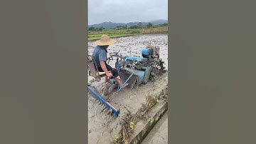 The process of leveling and smoothing rice field land. #shorts