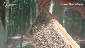 honey uncapping
