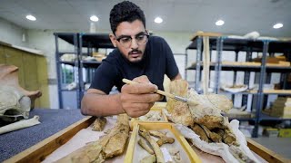 Fossil of four-legged whale found in Egypt