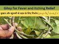 Giloy for Fever and Itching Relief During Rainy Season | موسمی بخار و خارش کا آسان علاج