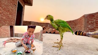 Chicks Ko Colour Kr Diya  | Dawood Sabir Vlogs